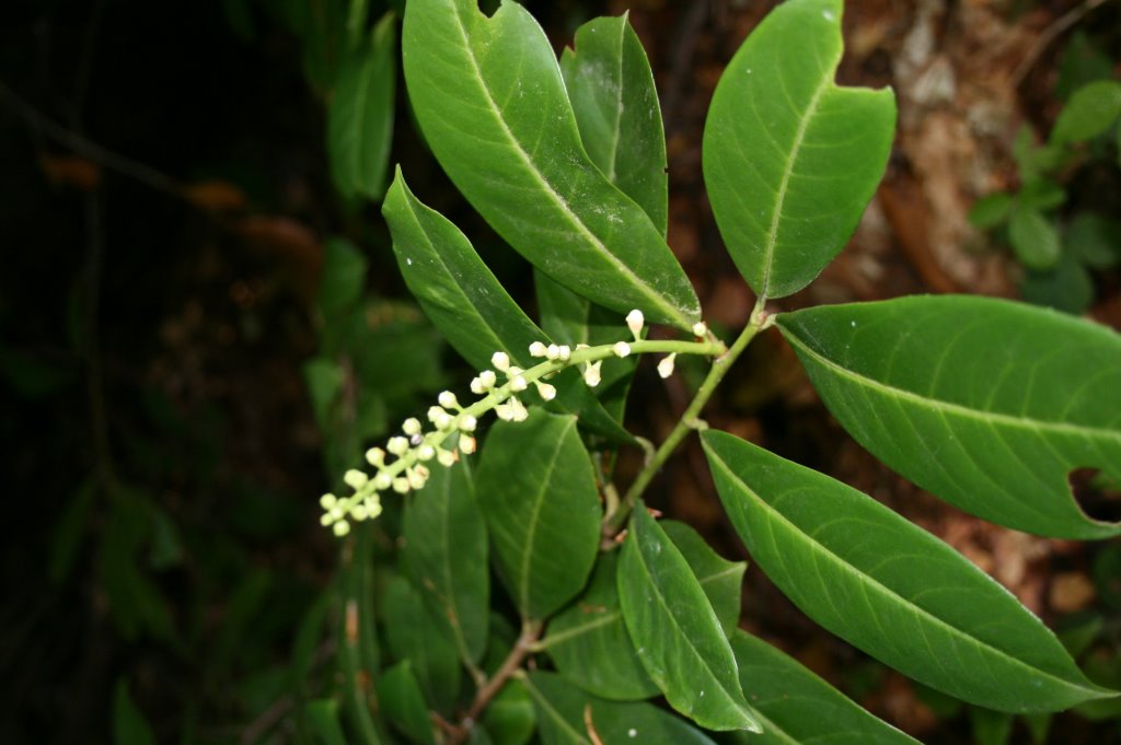 Danas je Svetski dan divljih vrsta. Slogan "Poslusajmo glas mladih" poziva na aktivno ukljucivanje mladih u ocuvanje i zastitu prirode