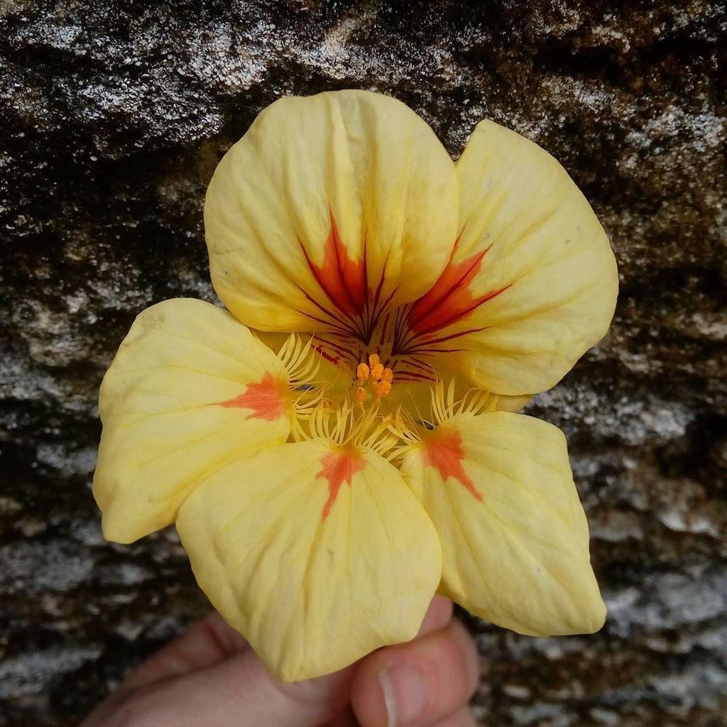 LaGarzaBermuda's tweet photo. A color unlike I've ever seen before.
#nasturtium #flower #yellowflowers #bermuda #bermud… https://t.co/rCJ6GLblAT https://t.co/sVjZ3qJkqv