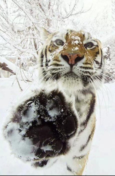 aggyswag's tweet photo. tigers are hella aggy ... #agglife https://t.co/DBznC4ZPgL