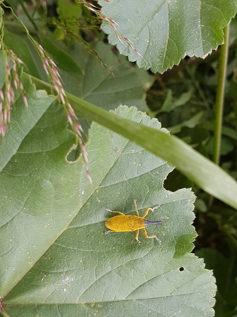 ¡Nada de estrategias sofisticadas de defensa! Si se le molesta en su hoja, este gorgojo de las malvas (Lixus sp.)... ¡se arrojará al vacío!