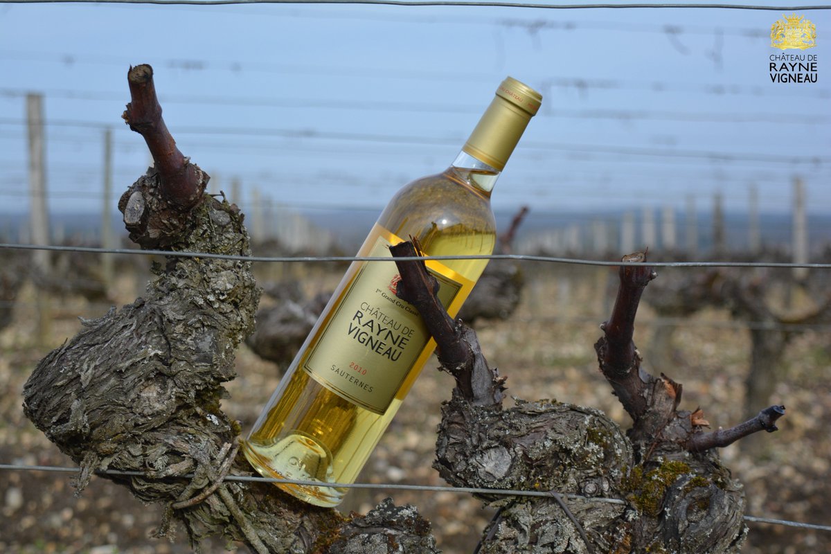 RayneVigneau's tweet photo. Château de #RayneVigneau est ouvert tous les samedis.Visite &amp; dégustation avec ou sans RDZ,05 56 76 64 05 #oenotourisme #vin #sauternes https://t.co/dP5OVW6V59