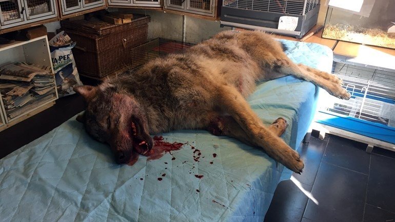 Breaking: Op de A28 tussen Hoogeveen en Meppel is mogelijk een wolf doodgereden. rtvd.nl/GdQh