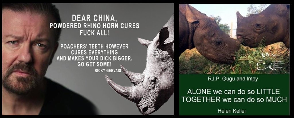 Protect_Wldlife's tweet photo. This #WorldWildlifeDay Please Help And #SupportThulaThula With EMERGENCY FUNDING! Please Donate At ⏩ ️https://t.co/h4cyoMOYOI @RickyGervais https://t.co/UMP4YpzLL9
