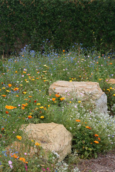 RIerdogan's tweet photo. We're giving away a large box of seeds to cover 30 square metres today https://t.co/pQAZJQ9qNn - please RT #biodiversity #FreebieFriday https://t.co/1unpM6pAme