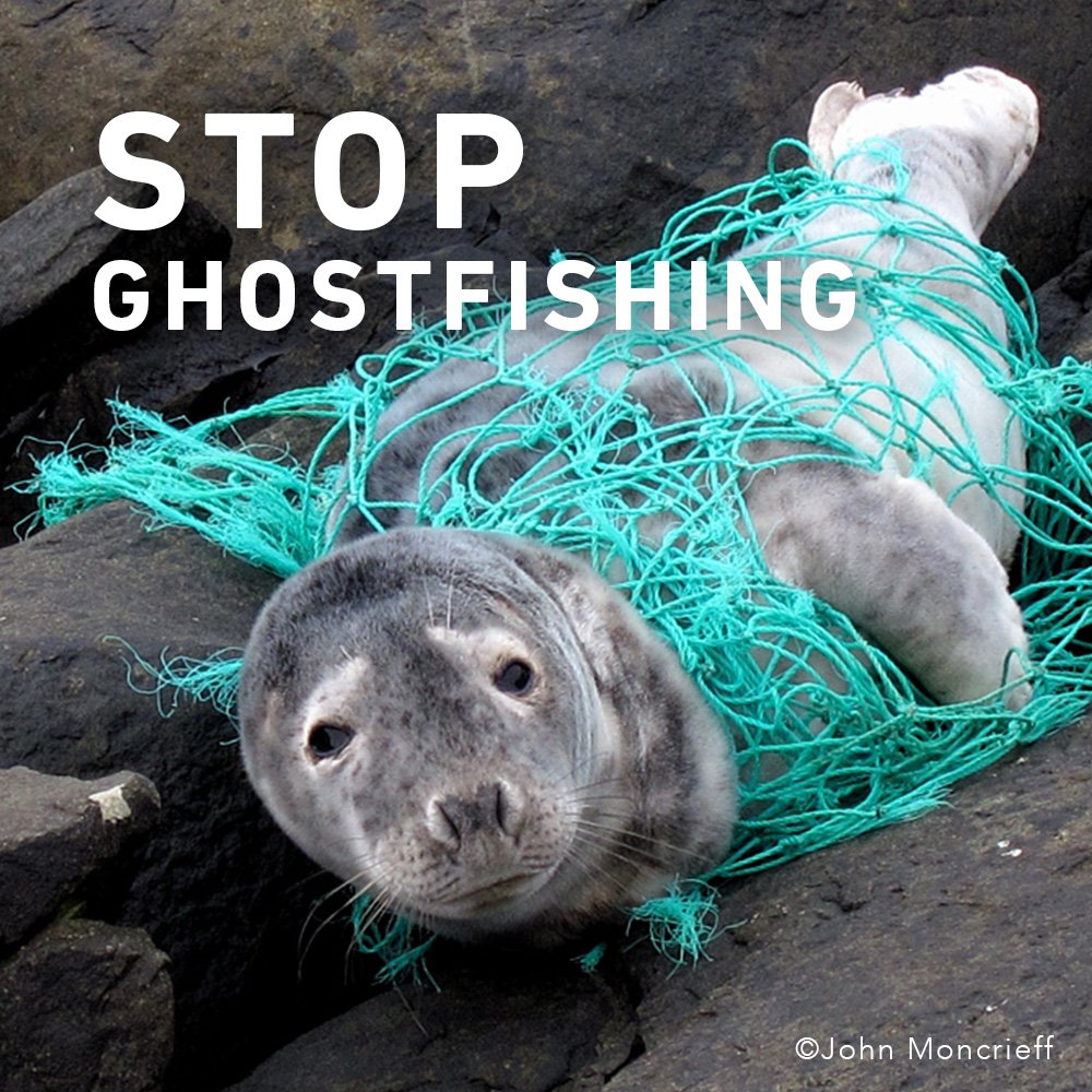 sea2see_eyewear's tweet photo. It's #WildlifeDay! We want to insist on the need to eradicate a problem that kills millions of marine species every day #StopGhostFishing 🐬 https://t.co/wF5iE88IdQ