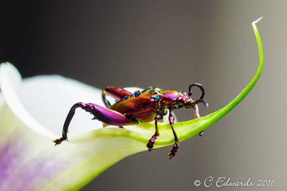 ImageAcademyUK's tweet photo. In aid of #WorldWildlifeDay, here are just some of our favourite wildlife photographs from past students! https://t.co/QZjNttkZmN