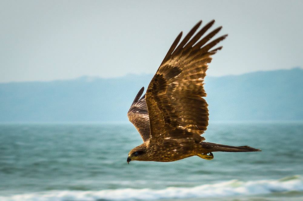 ImageAcademyUK's tweet photo. In aid of #WorldWildlifeDay, here are just some of our favourite wildlife photographs from past students! https://t.co/QZjNttkZmN