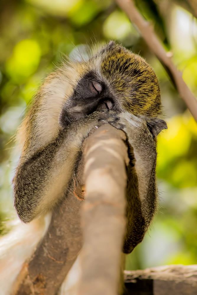 ImageAcademyUK's tweet photo. In aid of #WorldWildlifeDay, here are just some of our favourite wildlife photographs from past students! https://t.co/QZjNttkZmN
