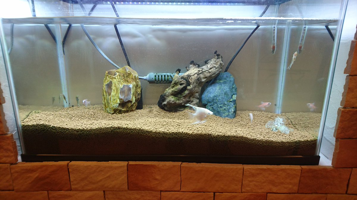HairsalonRYUcom's tweet photo. 今日も元気に魚が泳いでます～🎵 https://t.co/JLGRgreYn2