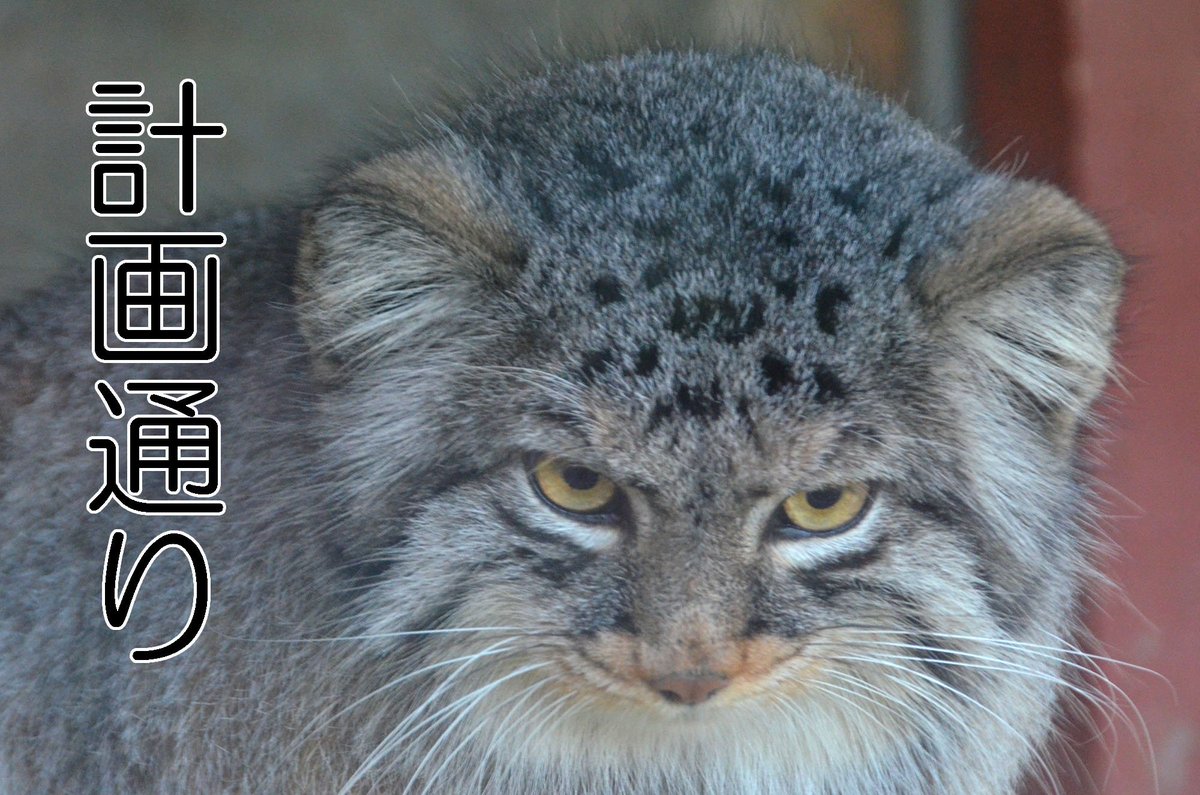 にょーたろー マヌルネコは準絶滅危惧種なので家庭で飼育する事は出来ませぬ W にょーたろー マヌルネコは準絶滅危惧種なので家庭で飼育する事は出来ませぬ W