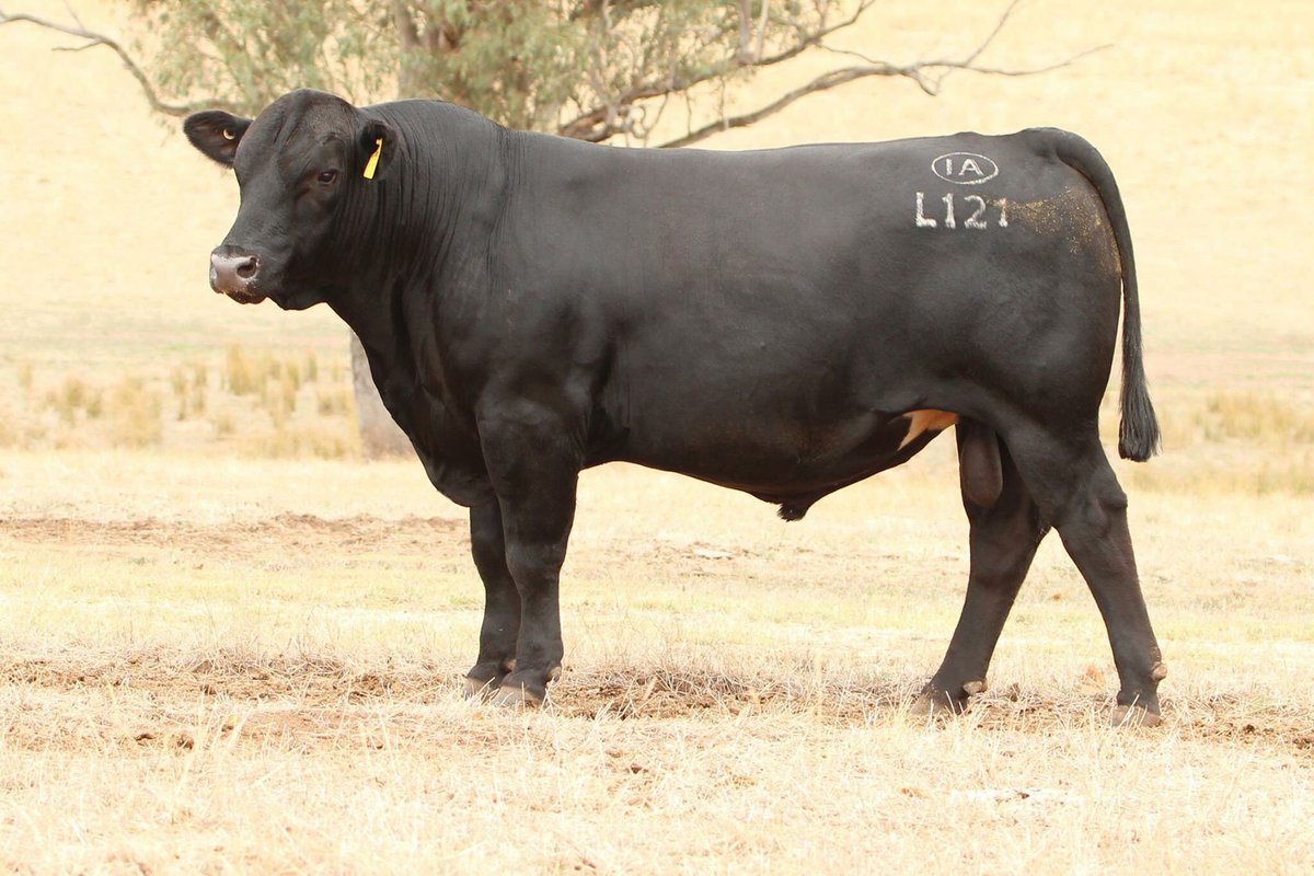 livebidding's tweet photo. Lot 1 Irelands Lane L121 Sells Mar 17
Register to Bid @livebidding
 #buyandsellonyourterms, #angus 
Pedigree: https://t.co/SAZaj6RA83 https://t.co/03BgI2MSHx