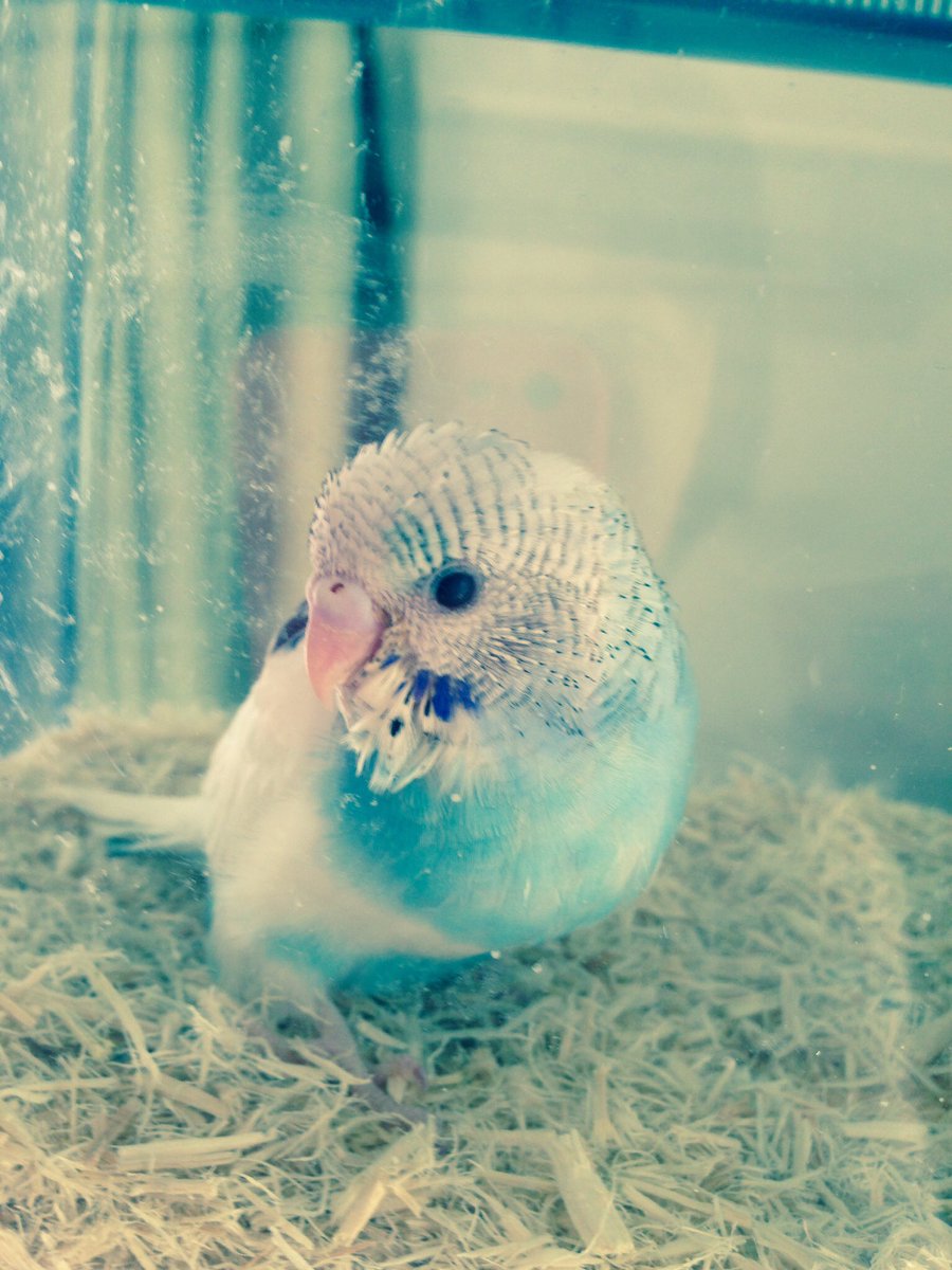 k_healing's tweet photo. ピヨチです🍼🚼
 #鳥のヒナ2017 https://t.co/ZdrX74gUKn