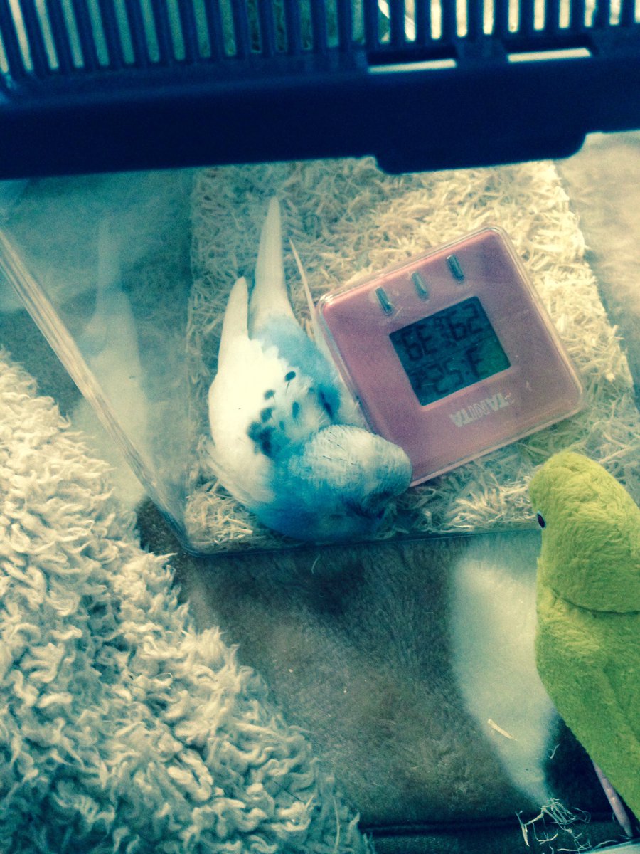 k_healing's tweet photo. ピヨチです🍼🚼
 #鳥のヒナ2017 https://t.co/ZdrX74gUKn