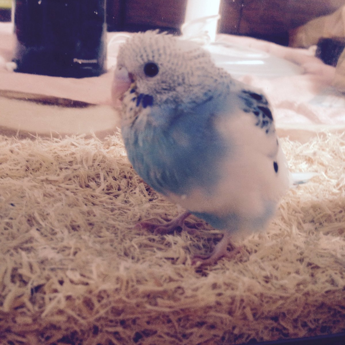 k_healing's tweet photo. ピヨチです🍼🚼
 #鳥のヒナ2017 https://t.co/ZdrX74gUKn