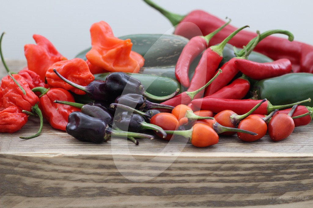 SowSeedsLtd's tweet photo. What a picture - What a photograph! #GYO from #Seed #PurplePrince #BishopsCrown #ScotchBonnet #SuperChilli #Jalapeno https://t.co/fRkAasfQ03 https://t.co/78GN1Z9MJ0