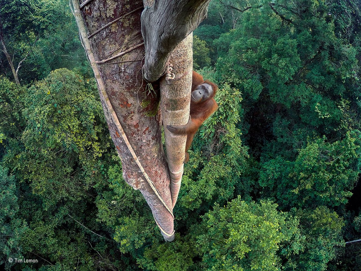 NHM_London's tweet photo. To mark #WorldWildlifeDay: #WPY52 images that highlight the fragile beauty and importance of the natural world https://t.co/OexVt5OPPe