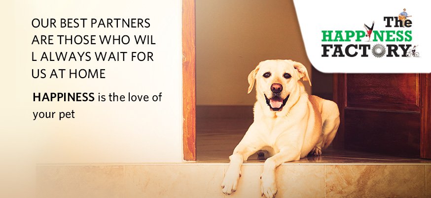 myfinad's tweet photo. Our Best Partners Are Those Who Will Always Wait For Us At Home

Happiness is the love of your pet https://t.co/JoD6hrGKrL