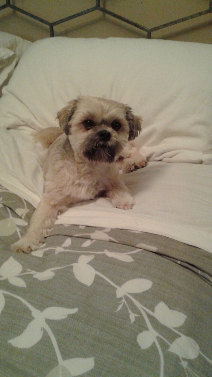 MrsMitchelmore's tweet photo. @MsKFolo88 @MsMitchelmore This little guy doesn't want to get out of bed!   One more day!  Happy Friday!😊 https://t.co/psqoTvDa6f