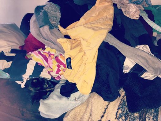 Alex_K_Black's tweet photo. There's a #kitty in that laundry pile -- no avoiding the cat hair!
#howtostaywarm
@jilltaylor680
@1310JasonWhite
#softkittywarmkitty https://t.co/7pD060U8Et