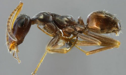 Publi_MNHN's tweet photo. [EJT] #DNALibraryofLife : 🐝 #Redescription of #Proformica nasuta (Nylander, 1856) (#Hymenoptera, #Formicidae)..., 🐝 https://t.co/7eWXstNeK7 https://t.co/SF6orQZaZD