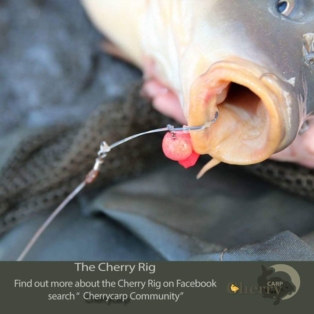 koi152's tweet photo. Loving the cherry rig, having the hook bait lock on the exhale really confusess the carp https://t.co/7i9ET7m5hR @SolarCarp #cherryrig https://t.co/l7QdtAJNoN
