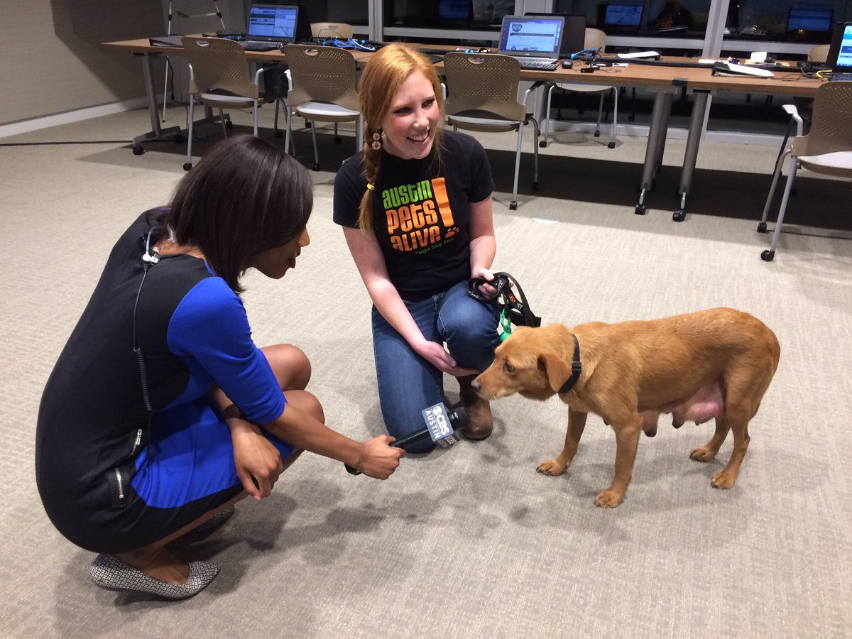 leslieallrich's tweet photo. We interviewed Hannah and KitKat from @austinpetsalive for @AmplifyAustin1 @cbsaustin https://t.co/rmlUjutl6u