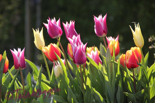 #aandeslag #eenbolletjeindewinterkou #groep1en2 #muziekopschoot #lente 
muziekmethetjongekind.nl/groep-1-2/aan-…