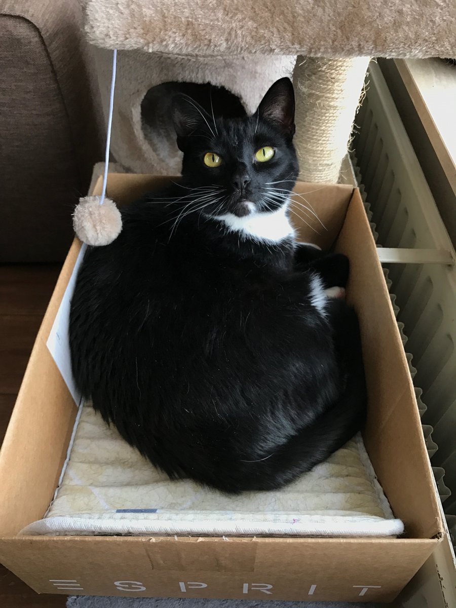 PoesMoortje's tweet photo. Enjoying my box! 📦 https://t.co/cen8A0Z2Ec