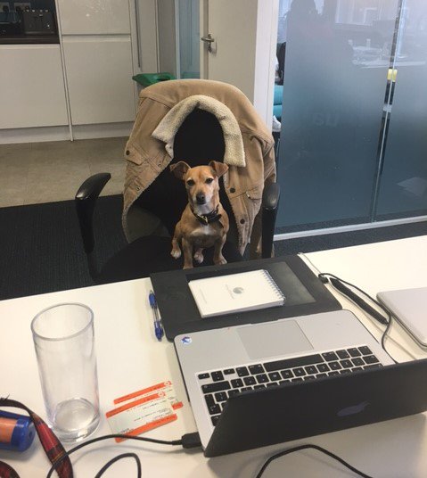 DDAglobal_'s tweet photo. Meet our newest employee, Bauer! #PRpets #FridayBoss https://t.co/wmDfEyUgN3