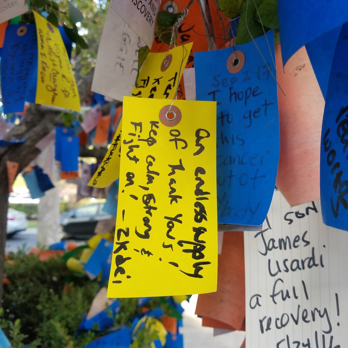 GoGlobalTrips's tweet image. #FuckCancer Hiking the #PCT 2017? fundraise $ &amp;amp; support ppl fighting the difficult fight on cancer. 👏 @PCTAssociation👉 #TeamTerryStrong