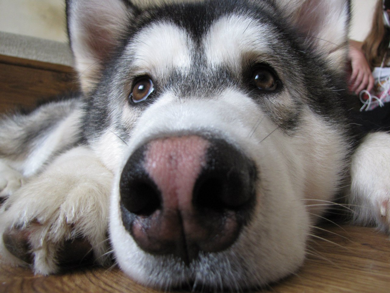 14 Best Dog breeds with Dudley nose
