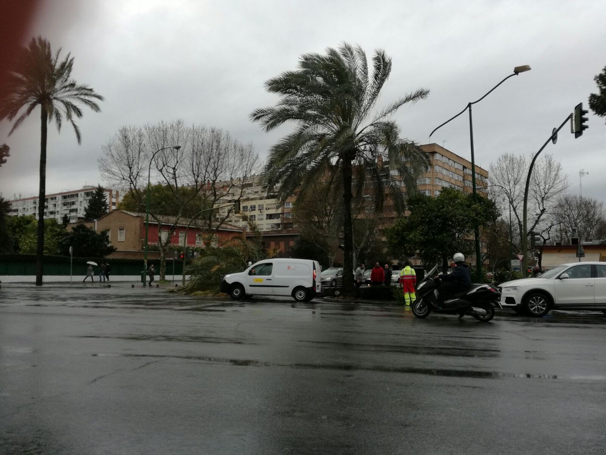 DoraPaniagua's tweet photo. Impactante caída de esta palmera en la avda de la Palmera. Ni vehículos ni personas transitaban en ese momento por allí. #Sevillahoy https://t.co/OUX4XO2NuM