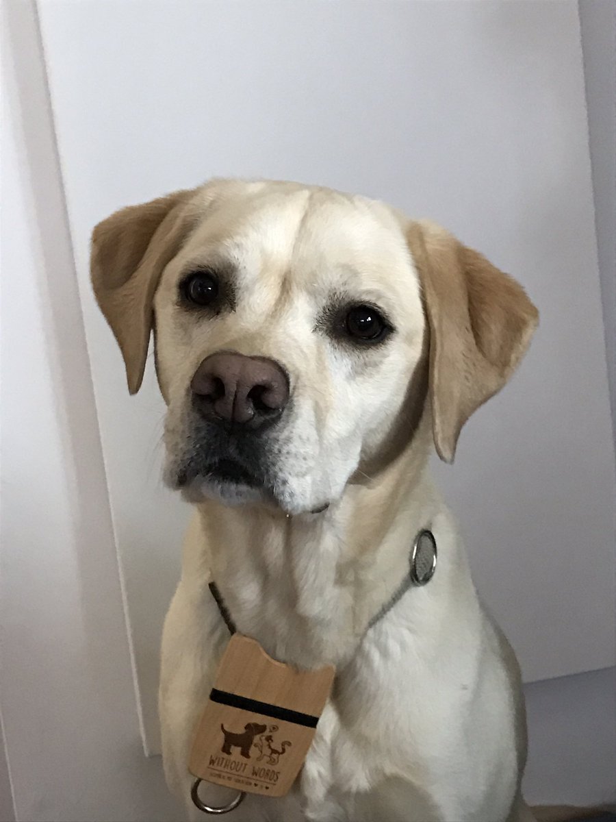 _without_words_'s tweet photo. #tierkommunikation #tiergespraeche #mittierenreden #tiertelepathie #tiereverstehen #hund #gedanken #sprueche #iloveanimals #withoutwords https://t.co/OtTN5KtdST