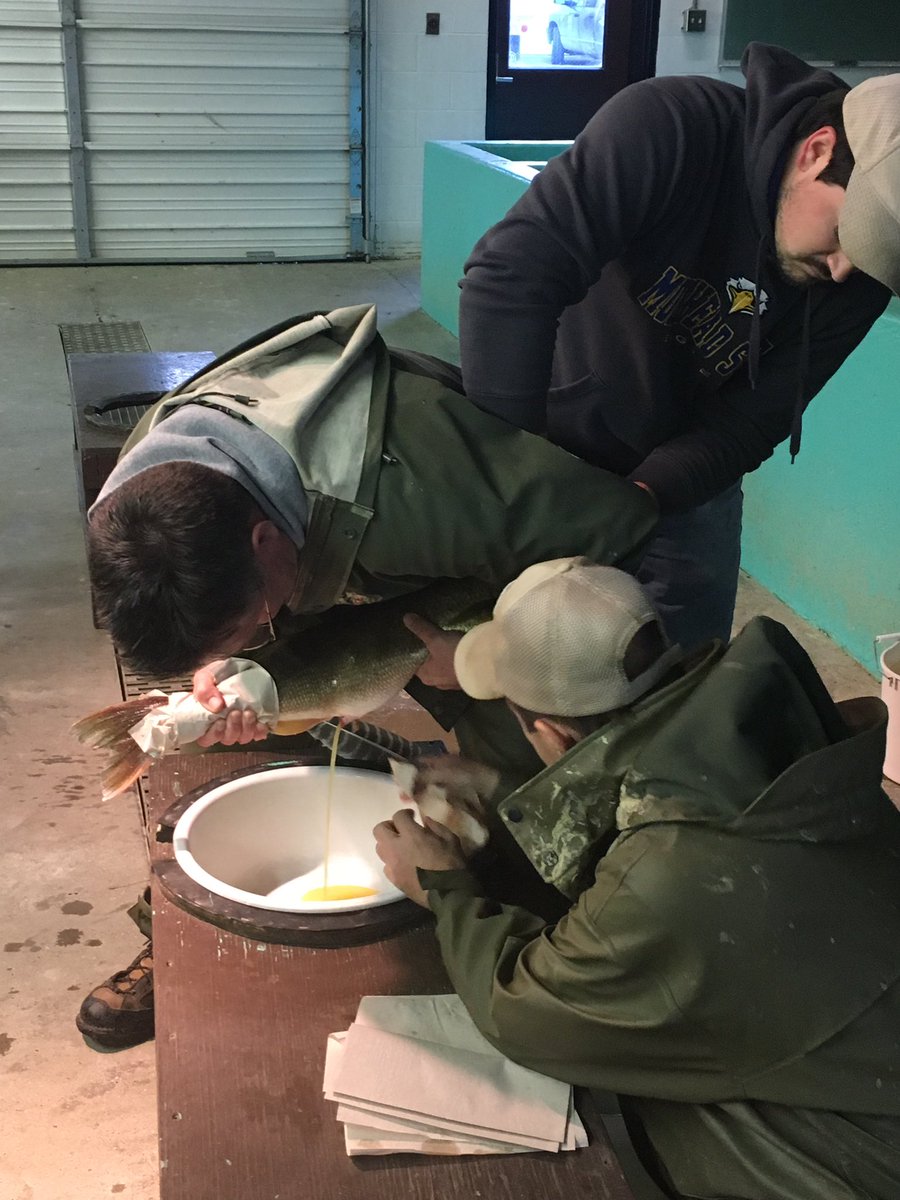 kyfishhatchery's tweet photo. Native walleye spawning has started at Minor Clark Fish Hatchery. Earliest start date ever. https://t.co/TKNK8ZuP5Q