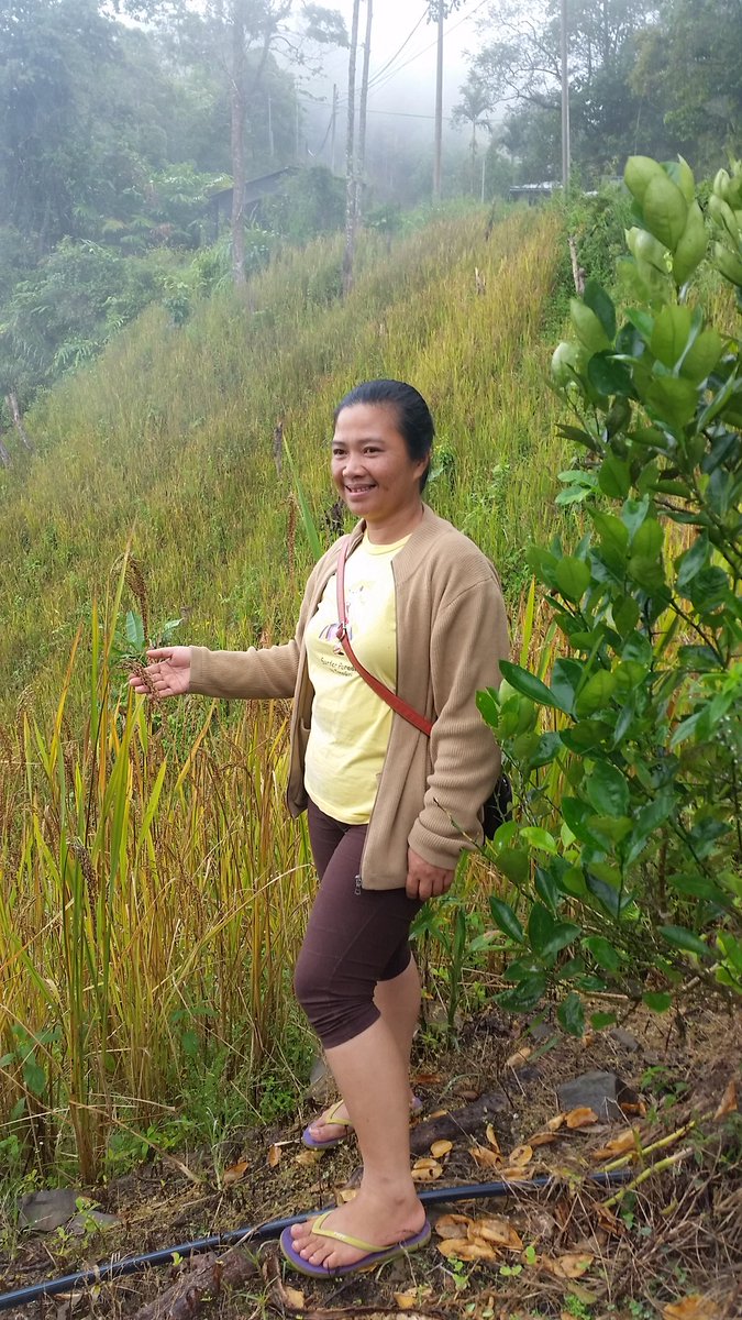 #Sabah: Farmer Jita grows hill padi for consumption& mushrooms for sales without pesticides thru efforts of PACOS #ruralwomenrise