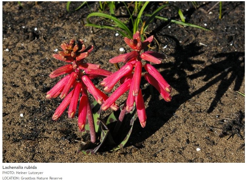 TheFynbosTrail's tweet photo. #FynbosFact Lachenalia rubida is more commonly known as the sandklossie. This geophyte (part of the Hyacinth family) flowers March to July. https://t.co/GjvFHhTqLz
