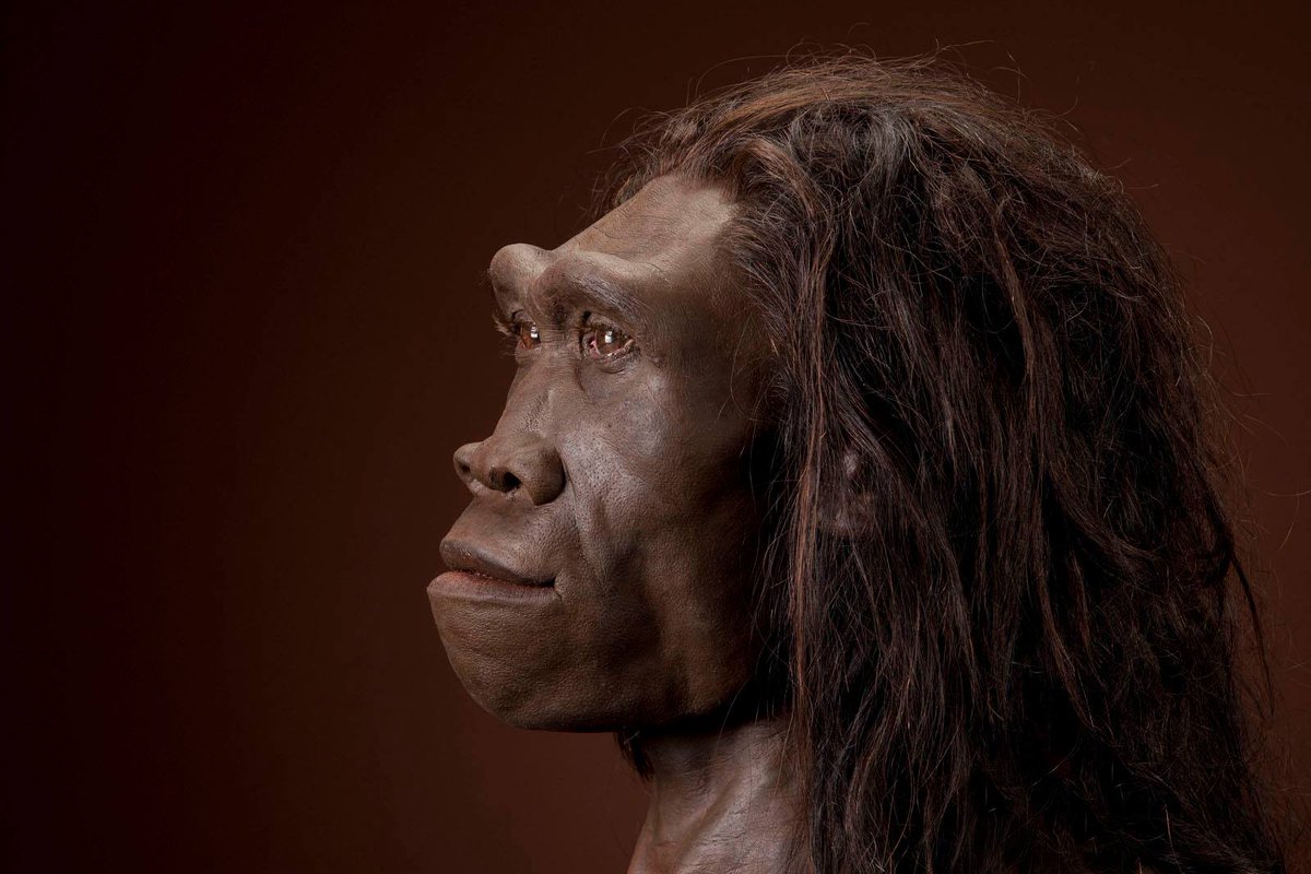 Mario García Bartual on Twitter: "Homo erectus/ergaster female