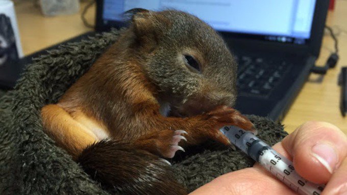 GranadaReports's tweet photo. Tiny red squirrel rescued on the Sefton Coast https://t.co/9pP6YHUedP https://t.co/DgCPbm7g2K