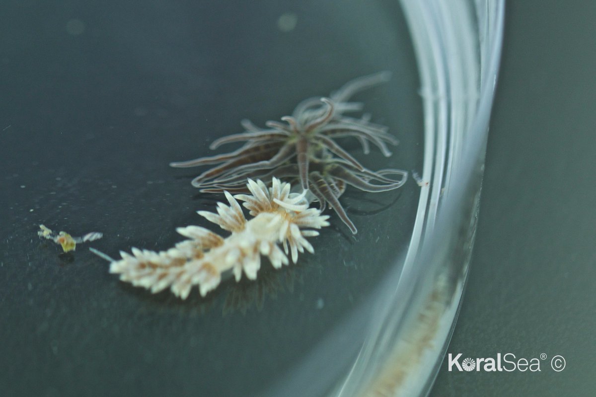 Your very special delivery of our #Berghia #nudibranch are arriving <a href="/zsllondonzoo/">London Zoo</a> this morning.