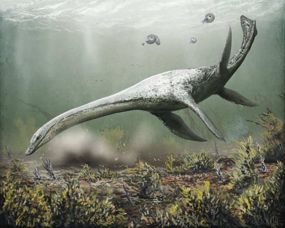 MarkWitton's tweet image. For #FossilFriday: new blog post: the life appearance of plesiosaurs, discussed. #paleoart markwitton-com.blogspot.co.uk/2017/02/plesio…