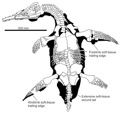 MarkWitton's tweet image. For #FossilFriday: new blog post: the life appearance of plesiosaurs, discussed. #paleoart markwitton-com.blogspot.co.uk/2017/02/plesio…