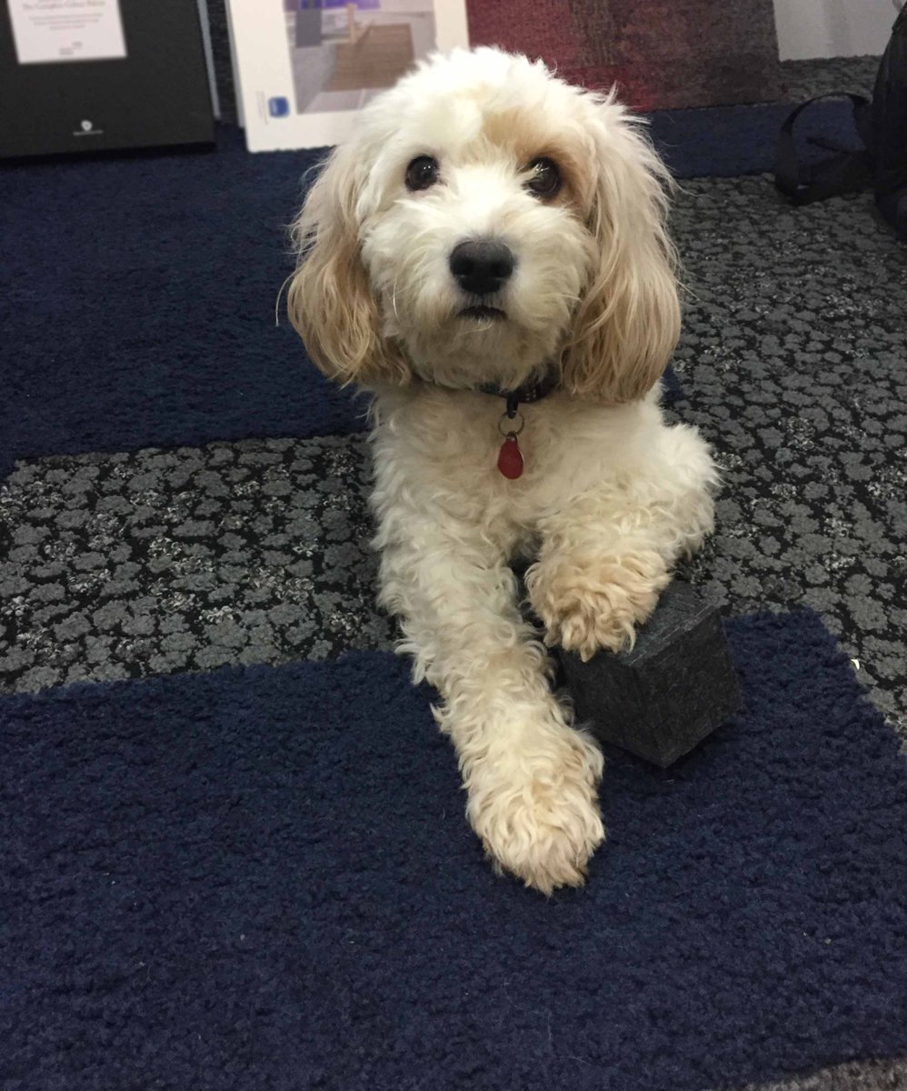Buddy has completed the Cube! Thank you for visiting us <a href="/AutexAcoustics/">Autex Acoustics</a>
