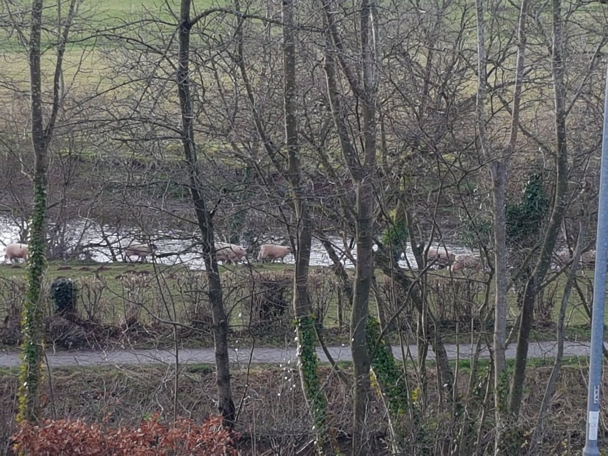 You can tell you're in Wales when you see a zillion sheep casually going for a stroll by the river! #breconbeacons