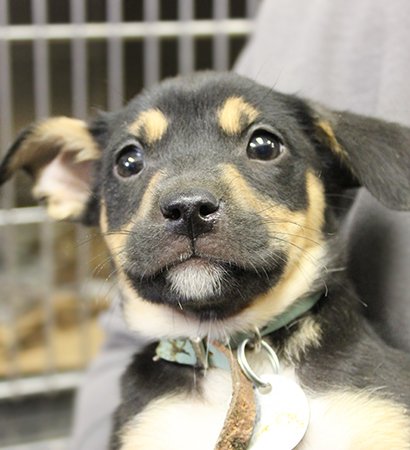 AnimalLeague's tweet photo. "I'm a good boy who volunteers at another animal shelter when I'm not at NSALA's adoption center." -Murphy #adoptme #GetYourRescueOn #puppy https://t.co/kgXqaosIOF