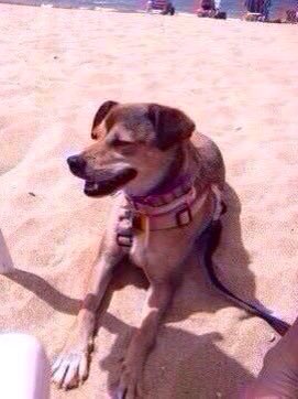 ritavon2's tweet photo. @ArcadeNoeSevill. NIKA es pequeña,simpatica, cariñosa,juguetona.....Q mas falta para adoptarla? https://t.co/UrYxEE7YT3