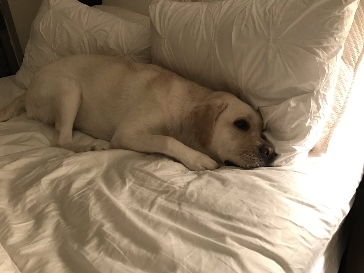 skeadasm's tweet photo. In my next life I need to come back as my dog so someone can tell me when and how much I can eat. https://t.co/byCoYT6FuK