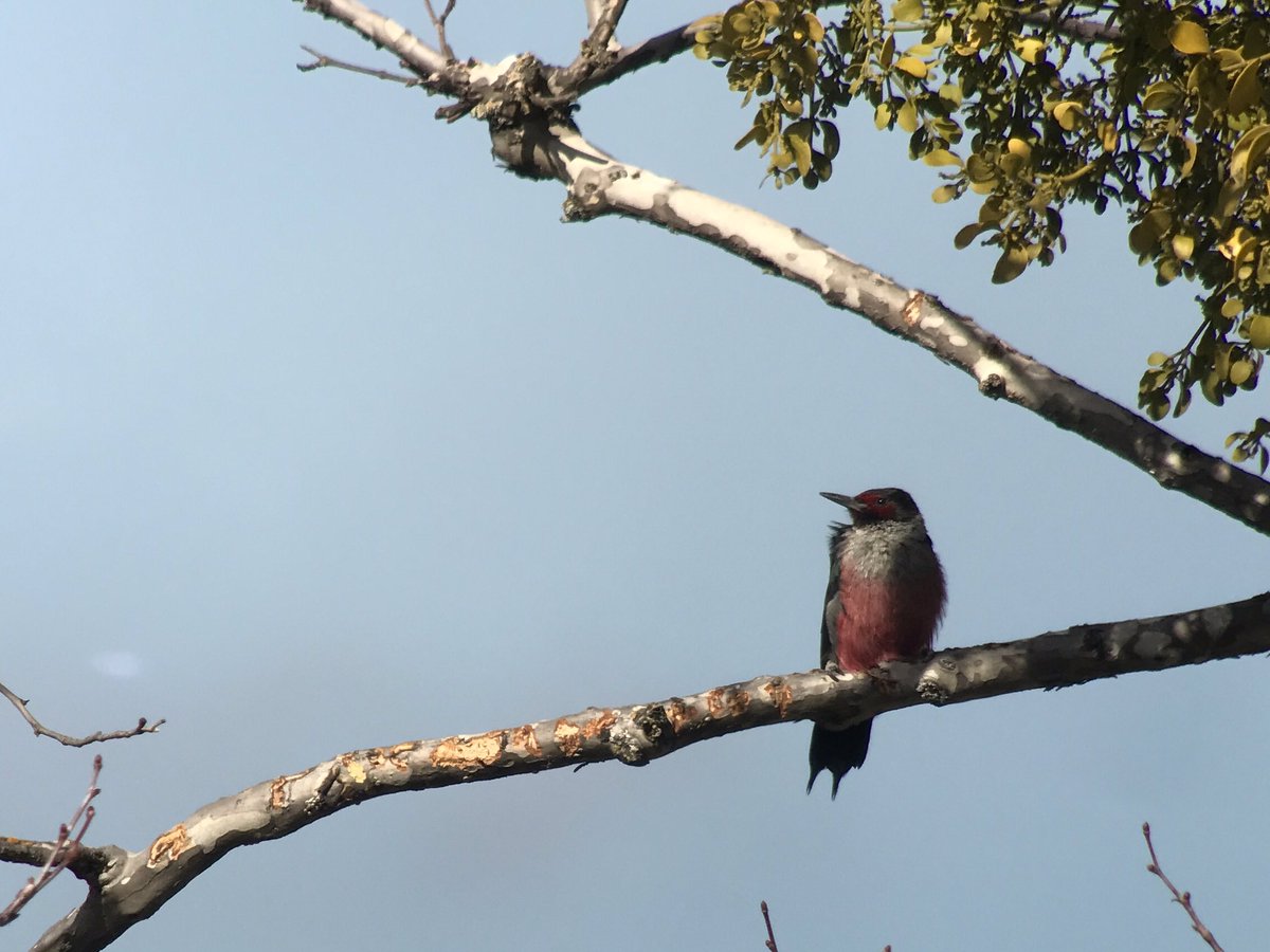 Langooney's tweet photo. Had a great day representing #VENTbird at the @SDBirdFest today. Lawrence's Goldfinches, Zone-tailed Hawk, and Lewis's Woodpeckers headlined https://t.co/PufjyJslq1