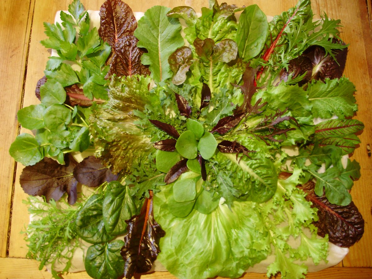 nickykylegarden's tweet photo. Did someone say winter #salads only grow in Spain? You cannot be serious!! 27 different kinds of leaves prove them wrong!😀#organic #peatfree https://t.co/a5AO6Ui4t5