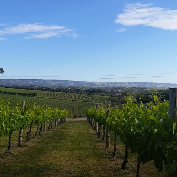 We got a golden ticket! Find <a href="/ConteWines/">Conte Estate Wines</a> and grab your golden ticket to win wine and chocolates #cdfadelaide #adelaidecc