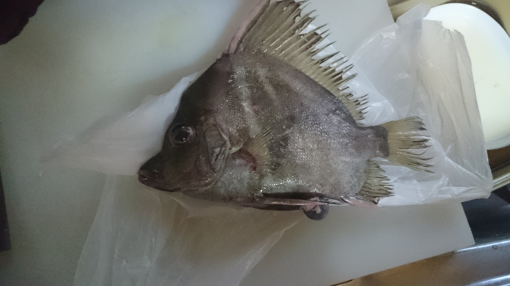 かねこ きまぐれクック 魚通の方教えて下さい 夕市で500円で売ってて店員さんに名前聞いたところ 名前はしらん 刺身がうまい といわれました ツボダイみたいですが 若干違うんだよな 正式名わかる方いませんか 動画にできません どなたか